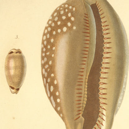 Cypræa cervina, Cypræa nucleus, Cypræa quadrimaculata and Cypræa Madagascariensis — Porcelaine cervine, Porcelaine grenue, Porcelaine quadrimaculée and Porcelaine de Madagascar, hand-engraved plate 3 from Kiener, Coquilles vivantes, Paris.