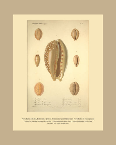 Cypræa cervina, Cypræa nucleus, Cypræa quadrimaculata and Cypræa Madagascariensis — Porcelaine cervine, Porcelaine grenue, Porcelaine quadrimaculée and Porcelaine de Madagascar, hand-engraved plate 3 from Kiener, Coquilles vivantes, Paris.