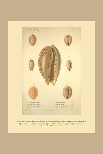 Cypræa cervina, Cypræa nucleus, Cypræa quadrimaculata and Cypræa Madagascariensis — Porcelaine cervine, Porcelaine grenue, Porcelaine quadrimaculée and Porcelaine de Madagascar, hand-engraved plate 3 from Kiener, Coquilles vivantes, Paris.