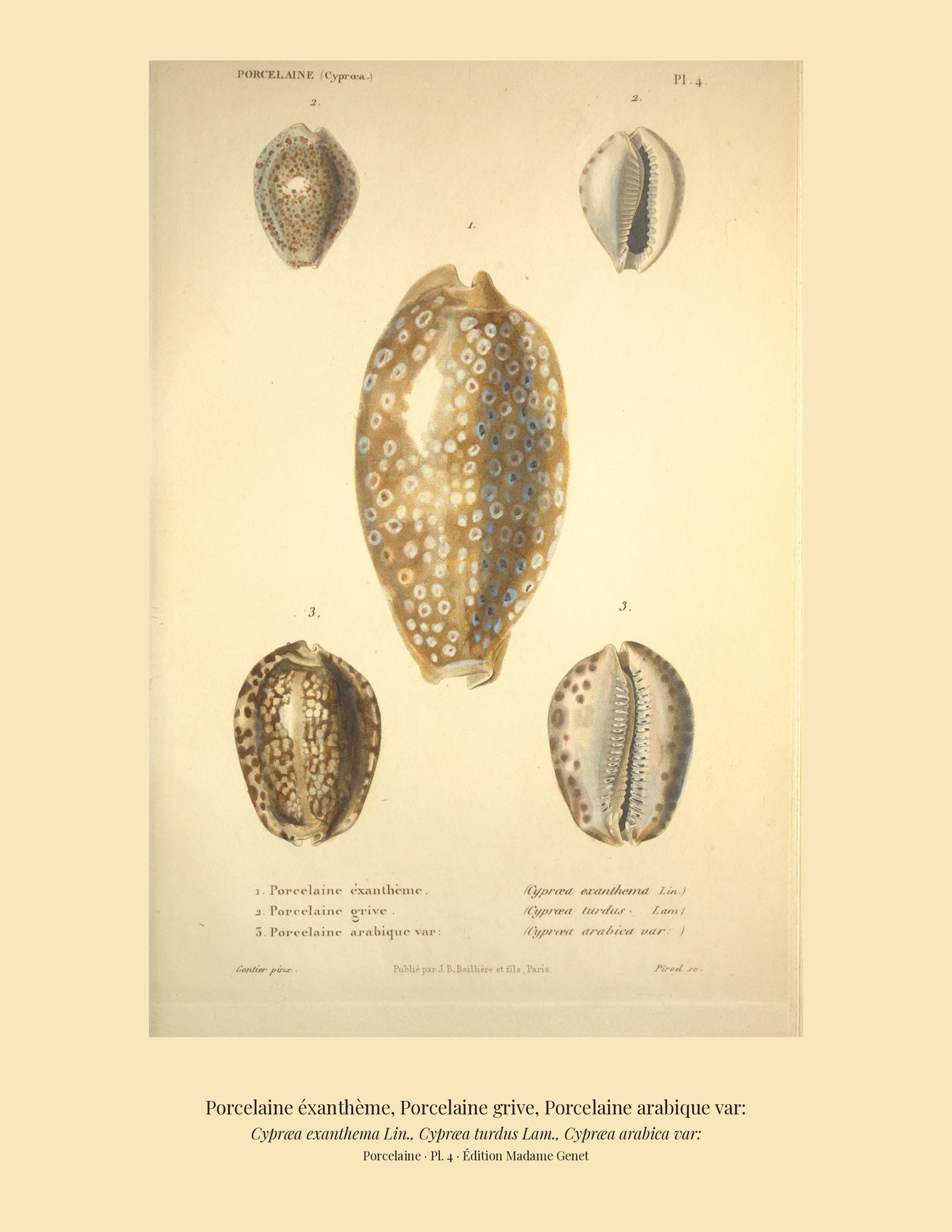 Cypræa exanthema, Cypræa turdus and Cypræa arabica var: — Porcelaine éxanthème, Porcelaine grive and Porcelaine arabique var:, hand-engraved plate 4 from Kiener, Coquilles vivantes, Paris.