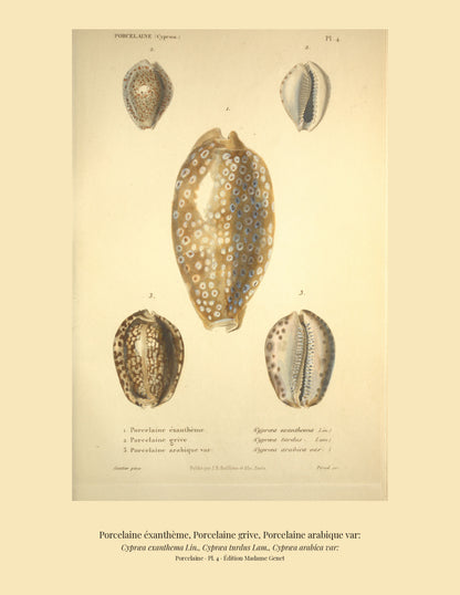Cypræa exanthema, Cypræa turdus and Cypræa arabica var: — Porcelaine éxanthème, Porcelaine grive and Porcelaine arabique var:, hand-engraved plate 4 from Kiener, Coquilles vivantes, Paris.