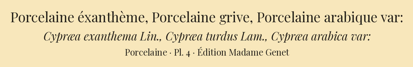 Cypræa exanthema, Cypræa turdus and Cypræa arabica var: — Porcelaine éxanthème, Porcelaine grive and Porcelaine arabique var:, hand-engraved plate 4 from Kiener, Coquilles vivantes, Paris.