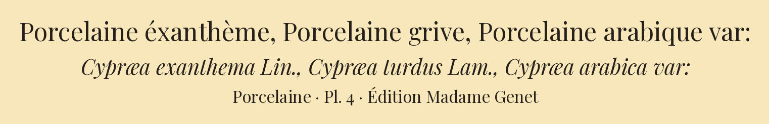 Cypræa exanthema, Cypræa turdus and Cypræa arabica var: — Porcelaine éxanthème, Porcelaine grive and Porcelaine arabique var:, hand-engraved plate 4 from Kiener, Coquilles vivantes, Paris.