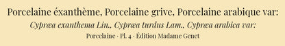 Cypræa exanthema, Cypræa turdus and Cypræa arabica var: — Porcelaine éxanthème, Porcelaine grive and Porcelaine arabique var:, hand-engraved plate 4 from Kiener, Coquilles vivantes, Paris.