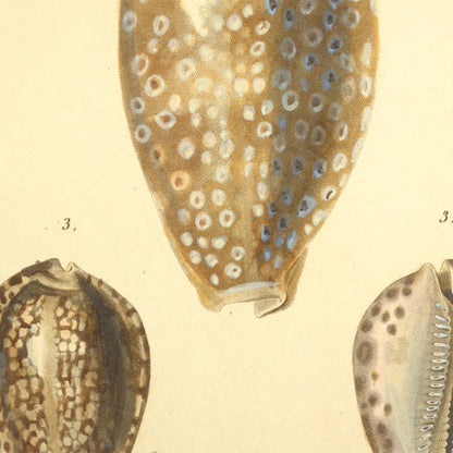 Cypræa exanthema, Cypræa turdus and Cypræa arabica var: — Porcelaine éxanthème, Porcelaine grive and Porcelaine arabique var:, hand-engraved plate 4 from Kiener, Coquilles vivantes, Paris.
