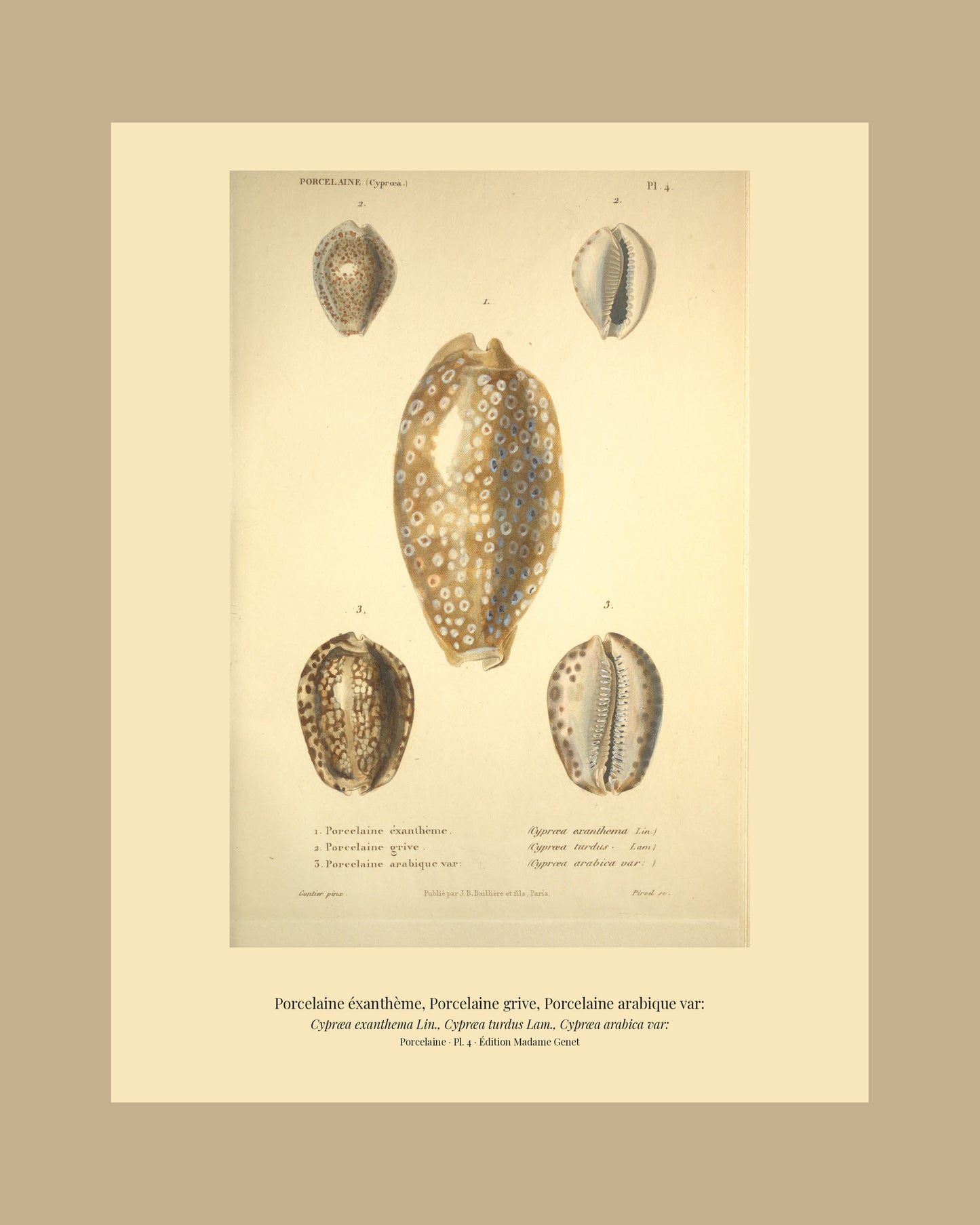 Cypræa exanthema, Cypræa turdus and Cypræa arabica var: — Porcelaine éxanthème, Porcelaine grive and Porcelaine arabique var:, hand-engraved plate 4 from Kiener, Coquilles vivantes, Paris.