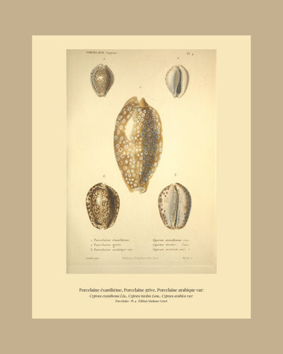 Cypræa exanthema, Cypræa turdus and Cypræa arabica var: — Porcelaine éxanthème, Porcelaine grive and Porcelaine arabique var:, hand-engraved plate 4 from Kiener, Coquilles vivantes, Paris.