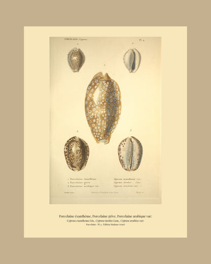Cypræa exanthema, Cypræa turdus and Cypræa arabica var: — Porcelaine éxanthème, Porcelaine grive and Porcelaine arabique var:, hand-engraved plate 4 from Kiener, Coquilles vivantes, Paris.