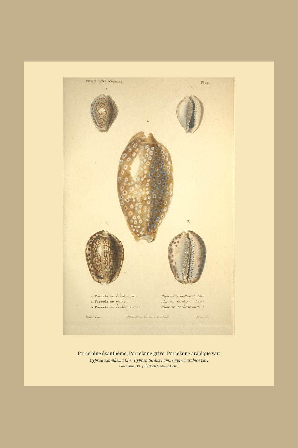Cypræa exanthema, Cypræa turdus and Cypræa arabica var: — Porcelaine éxanthème, Porcelaine grive and Porcelaine arabique var:, hand-engraved plate 4 from Kiener, Coquilles vivantes, Paris.