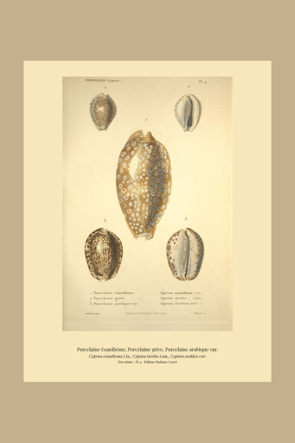 Cypræa exanthema, Cypræa turdus and Cypræa arabica var: — Porcelaine éxanthème, Porcelaine grive and Porcelaine arabique var:, hand-engraved plate 4 from Kiener, Coquilles vivantes, Paris.