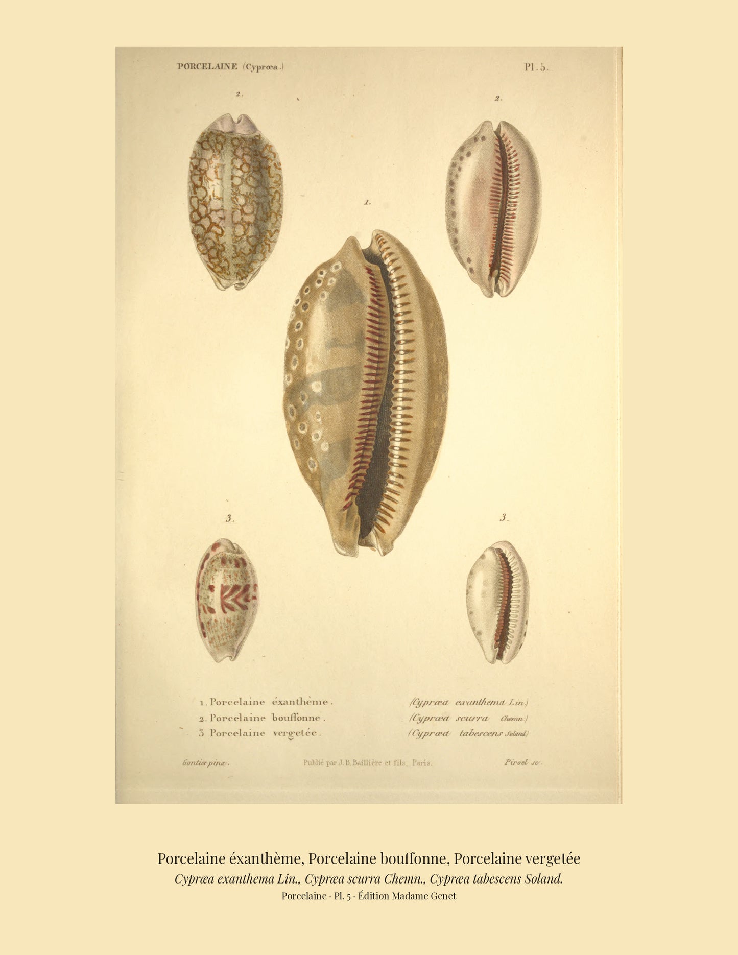 Cypræa exanthema, Cypræa scurra and Cypræa tabescens — Porcelaine éxanthème, Porcelaine bouffonne and Porcelaine vergetée, hand-engraved plate 5 from Kiener, Coquilles vivantes, Paris.