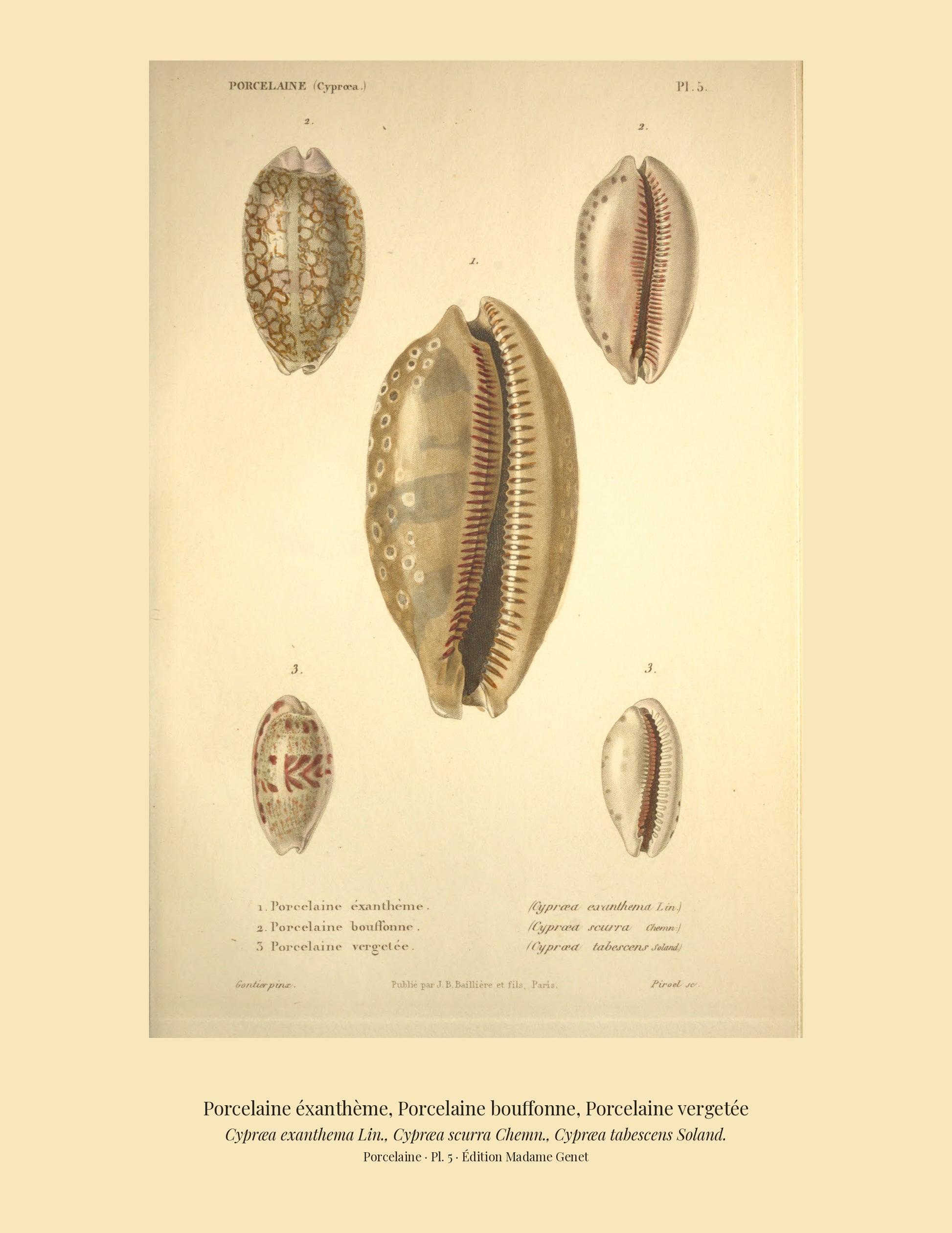 Cypræa exanthema, Cypræa scurra and Cypræa tabescens — Porcelaine éxanthème, Porcelaine bouffonne and Porcelaine vergetée, hand-engraved plate 5 from Kiener, Coquilles vivantes, Paris.