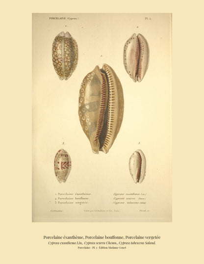 Cypræa exanthema, Cypræa scurra and Cypræa tabescens — Porcelaine éxanthème, Porcelaine bouffonne and Porcelaine vergetée, hand-engraved plate 5 from Kiener, Coquilles vivantes, Paris.