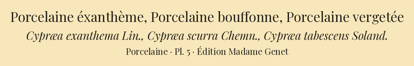 Cypræa exanthema, Cypræa scurra and Cypræa tabescens — Porcelaine éxanthème, Porcelaine bouffonne and Porcelaine vergetée, hand-engraved plate 5 from Kiener, Coquilles vivantes, Paris.
