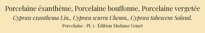 Cypræa exanthema, Cypræa scurra and Cypræa tabescens — Porcelaine éxanthème, Porcelaine bouffonne and Porcelaine vergetée, hand-engraved plate 5 from Kiener, Coquilles vivantes, Paris.