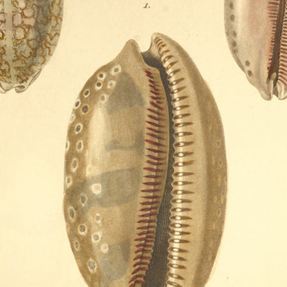 Cypræa exanthema, Cypræa scurra and Cypræa tabescens — Porcelaine éxanthème, Porcelaine bouffonne and Porcelaine vergetée, hand-engraved plate 5 from Kiener, Coquilles vivantes, Paris.