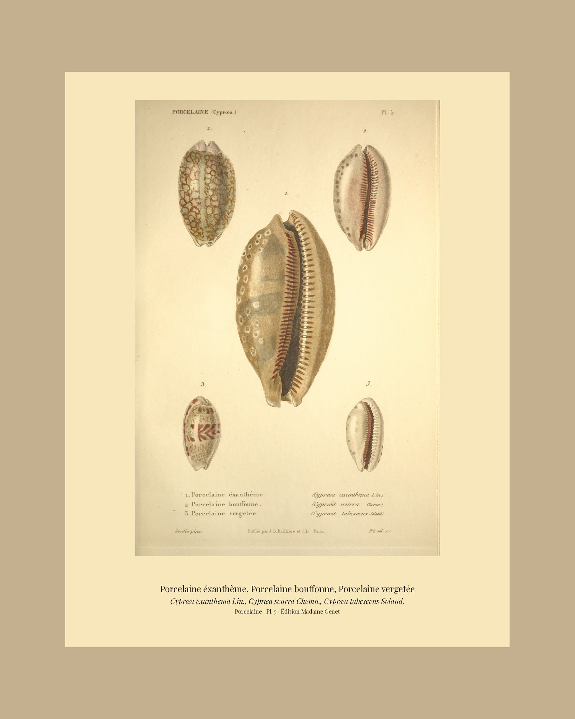 Cypræa exanthema, Cypræa scurra and Cypræa tabescens — Porcelaine éxanthème, Porcelaine bouffonne and Porcelaine vergetée, hand-engraved plate 5 from Kiener, Coquilles vivantes, Paris.