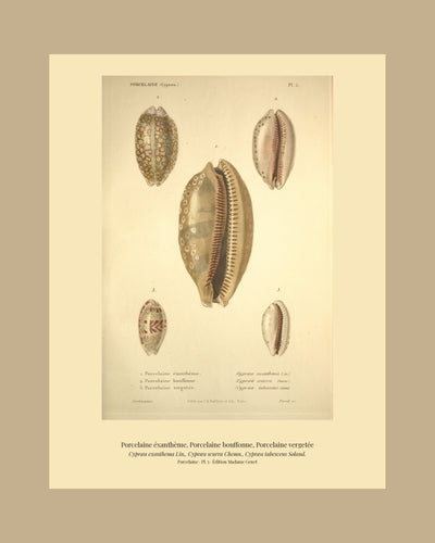 Cypræa exanthema, Cypræa scurra and Cypræa tabescens — Porcelaine éxanthème, Porcelaine bouffonne and Porcelaine vergetée, hand-engraved plate 5 from Kiener, Coquilles vivantes, Paris.
