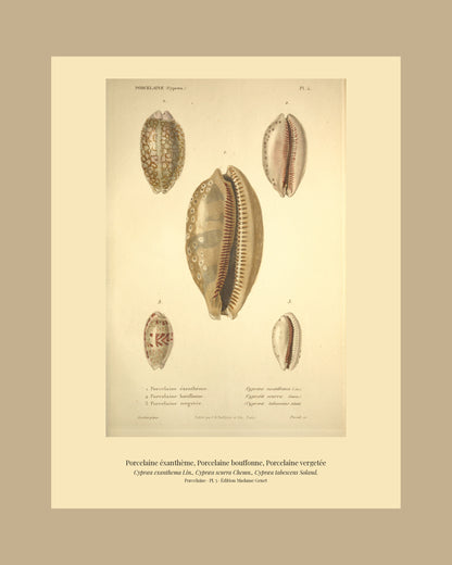 Cypræa exanthema, Cypræa scurra and Cypræa tabescens — Porcelaine éxanthème, Porcelaine bouffonne and Porcelaine vergetée, hand-engraved plate 5 from Kiener, Coquilles vivantes, Paris.