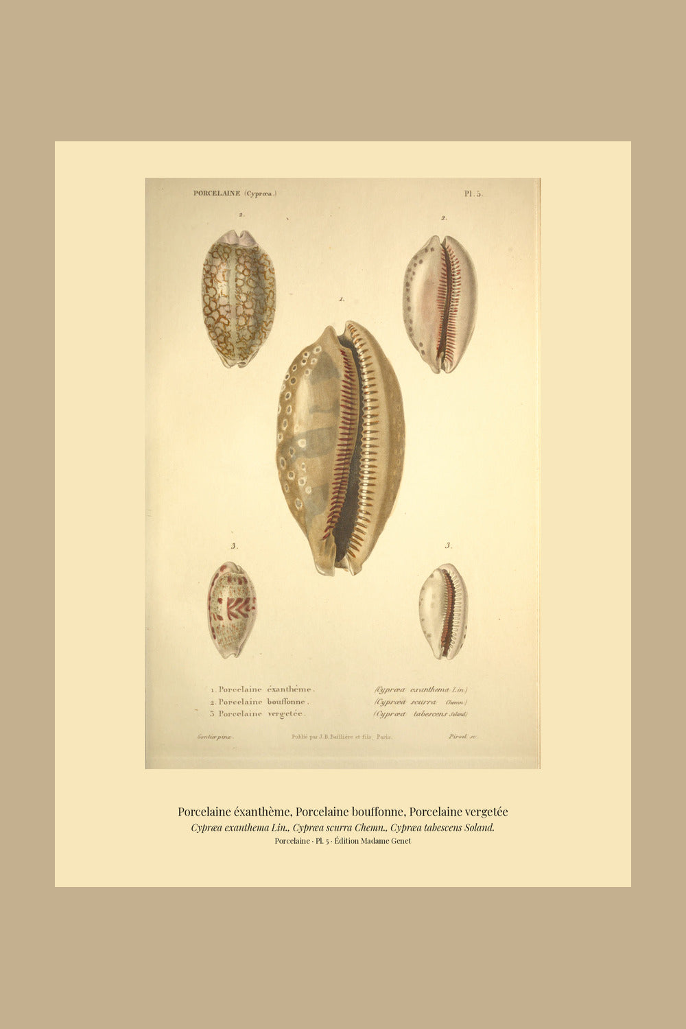 Cypræa exanthema, Cypræa scurra and Cypræa tabescens — Porcelaine éxanthème, Porcelaine bouffonne and Porcelaine vergetée, hand-engraved plate 5 from Kiener, Coquilles vivantes, Paris.