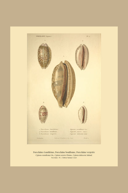 Cypræa exanthema, Cypræa scurra and Cypræa tabescens — Porcelaine éxanthème, Porcelaine bouffonne and Porcelaine vergetée, hand-engraved plate 5 from Kiener, Coquilles vivantes, Paris.