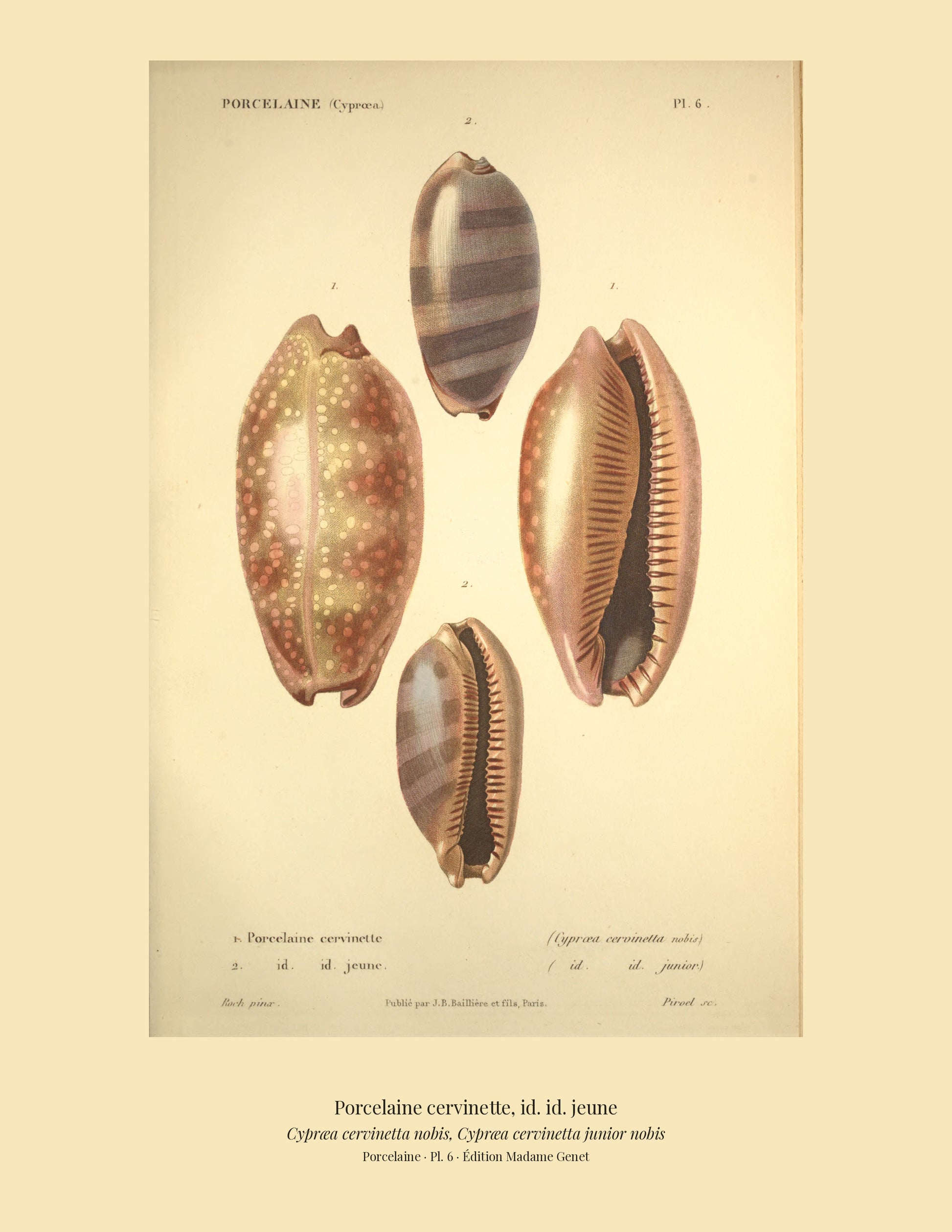 Cypræa cervinetta and Cypræa cervinetta junior — Porcelaine cervinette and id. id. jeune, hand-engraved plate 6 from Kiener, Coquilles vivantes, Paris.