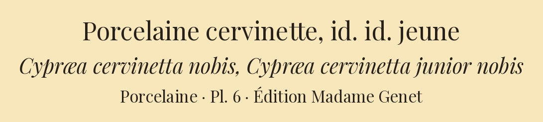 Cypræa cervinetta and Cypræa cervinetta junior — Porcelaine cervinette and id. id. jeune, hand-engraved plate 6 from Kiener, Coquilles vivantes, Paris.