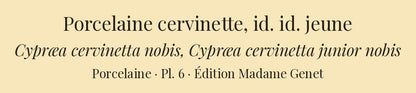 Cypræa cervinetta and Cypræa cervinetta junior — Porcelaine cervinette and id. id. jeune, hand-engraved plate 6 from Kiener, Coquilles vivantes, Paris.