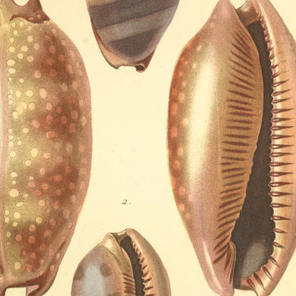 Cypræa cervinetta and Cypræa cervinetta junior — Porcelaine cervinette and id. id. jeune, hand-engraved plate 6 from Kiener, Coquilles vivantes, Paris.
