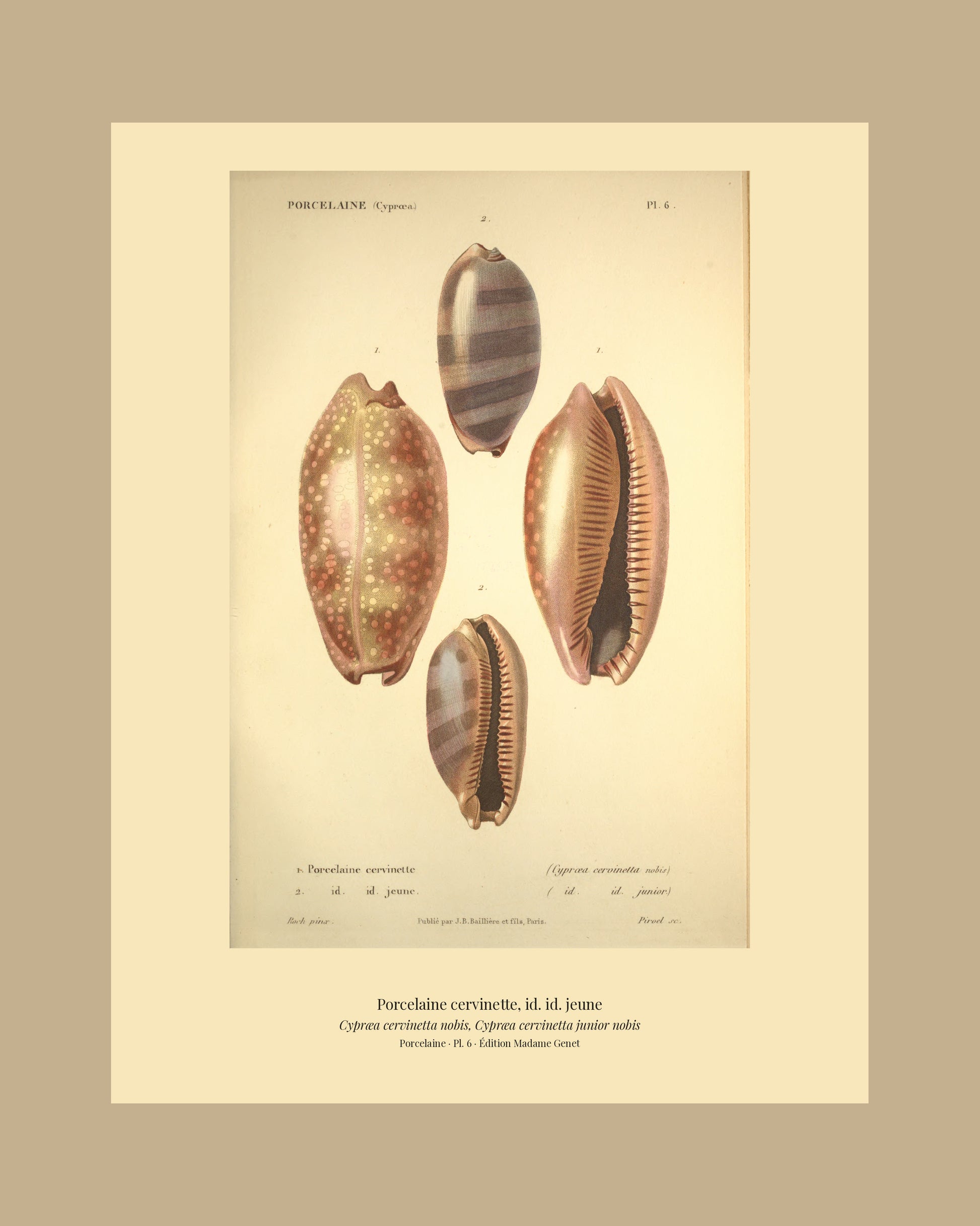 Cypræa cervinetta and Cypræa cervinetta junior — Porcelaine cervinette and id. id. jeune, hand-engraved plate 6 from Kiener, Coquilles vivantes, Paris.