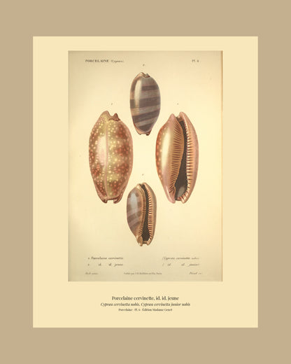 Cypræa cervinetta and Cypræa cervinetta junior — Porcelaine cervinette and id. id. jeune, hand-engraved plate 6 from Kiener, Coquilles vivantes, Paris.