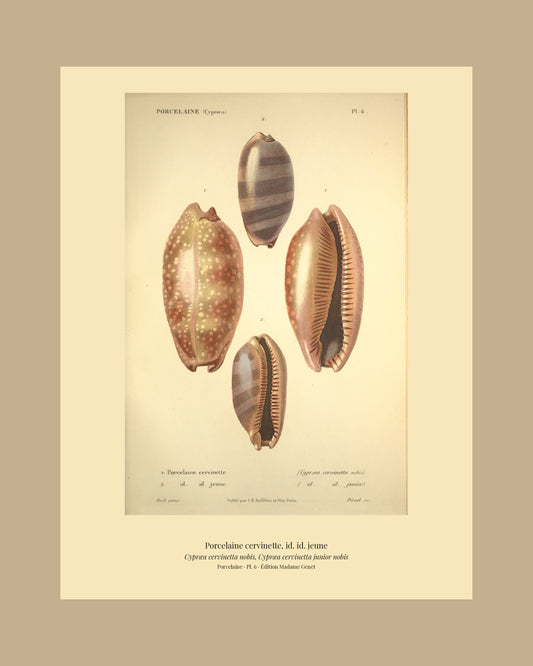 Cypræa cervinetta and Cypræa cervinetta junior — Porcelaine cervinette and id. id. jeune, hand-engraved plate 6 from Kiener, Coquilles vivantes, Paris.