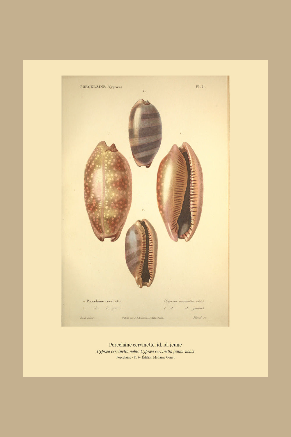 Cypræa cervinetta and Cypræa cervinetta junior — Porcelaine cervinette and id. id. jeune, hand-engraved plate 6 from Kiener, Coquilles vivantes, Paris.