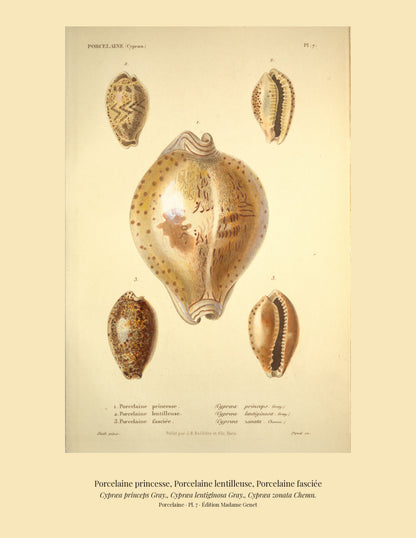 Cypræa princeps, Cypræa lentiginosa and Cypræa zonata — Porcelaine princesse, Porcelaine lentilleuse and Porcelaine fasciée, hand-engraved plate 7 from Kiener, Coquilles vivantes, Paris.