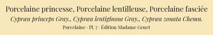 Cypræa princeps, Cypræa lentiginosa and Cypræa zonata — Porcelaine princesse, Porcelaine lentilleuse and Porcelaine fasciée, hand-engraved plate 7 from Kiener, Coquilles vivantes, Paris.