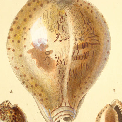 Cypræa princeps, Cypræa lentiginosa and Cypræa zonata — Porcelaine princesse, Porcelaine lentilleuse and Porcelaine fasciée, hand-engraved plate 7 from Kiener, Coquilles vivantes, Paris.