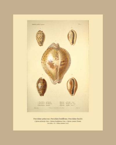 Cypræa princeps, Cypræa lentiginosa and Cypræa zonata — Porcelaine princesse, Porcelaine lentilleuse and Porcelaine fasciée, hand-engraved plate 7 from Kiener, Coquilles vivantes, Paris.