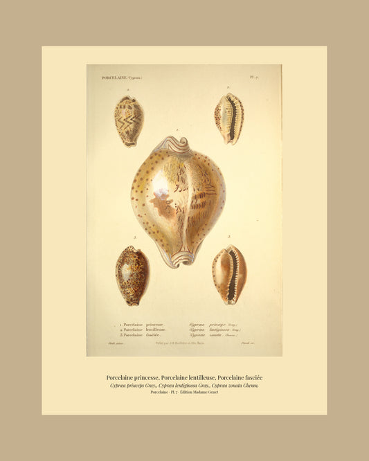 Cypræa princeps, Cypræa lentiginosa and Cypræa zonata — Porcelaine princesse, Porcelaine lentilleuse and Porcelaine fasciée, hand-engraved plate 7 from Kiener, Coquilles vivantes, Paris.