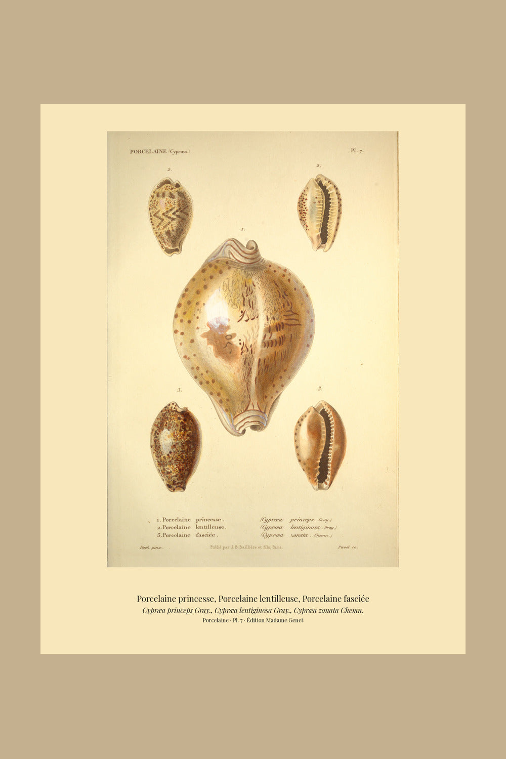 Cypræa princeps, Cypræa lentiginosa and Cypræa zonata — Porcelaine princesse, Porcelaine lentilleuse and Porcelaine fasciée, hand-engraved plate 7 from Kiener, Coquilles vivantes, Paris.