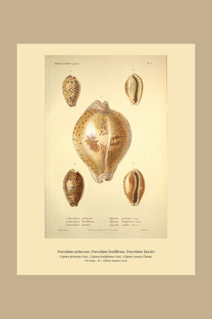 Cypræa princeps, Cypræa lentiginosa and Cypræa zonata — Porcelaine princesse, Porcelaine lentilleuse and Porcelaine fasciée, hand-engraved plate 7 from Kiener, Coquilles vivantes, Paris.