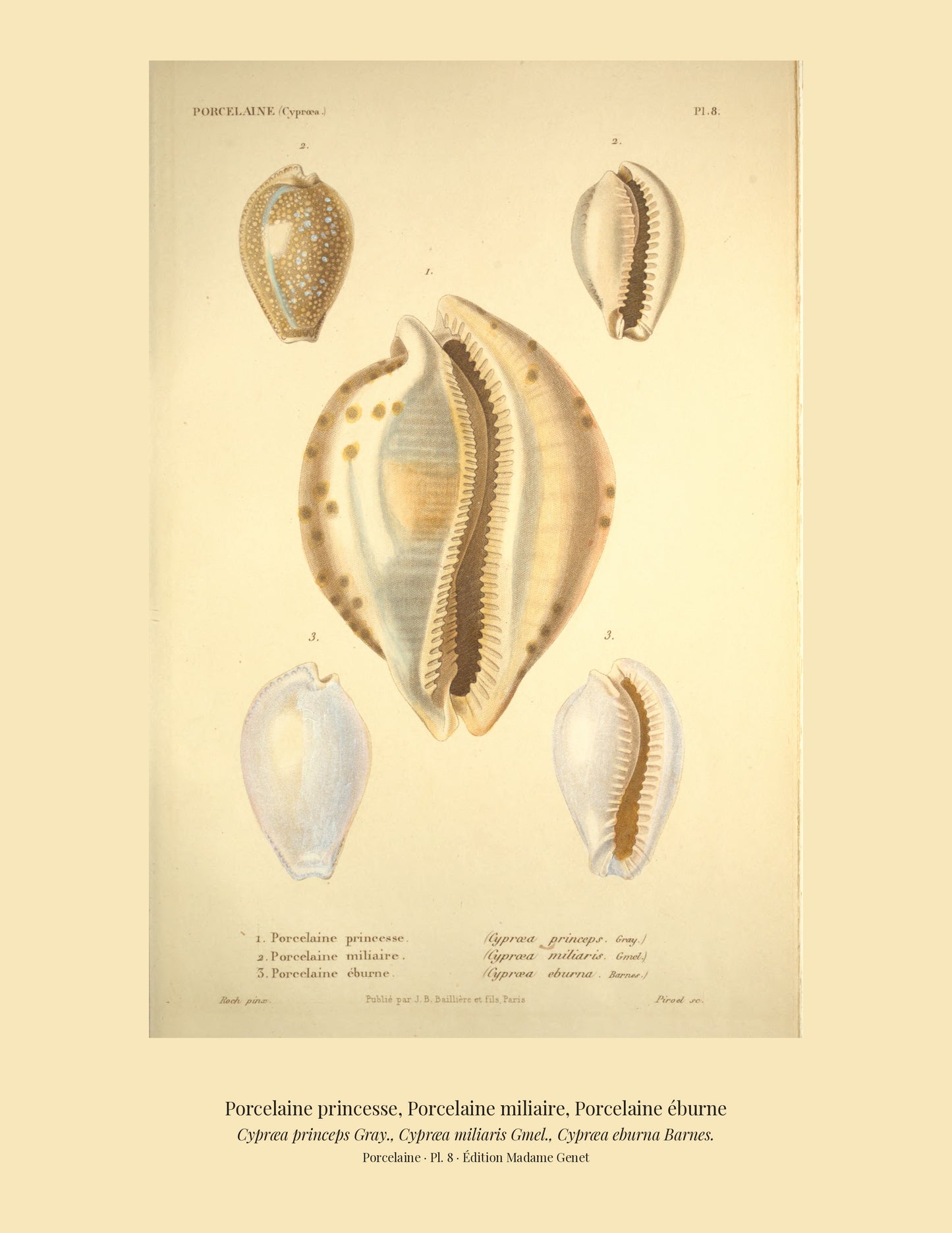 Cypræa princeps, Cypræa miliaris and Cypræa eburna — Porcelaine princesse, Porcelaine miliaire and Porcelaine éburne, hand-engraved plate 8 from Kiener, Coquilles vivantes, Paris.