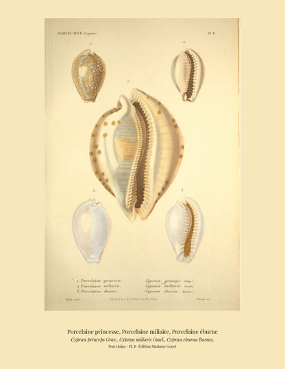 Cypræa princeps, Cypræa miliaris and Cypræa eburna — Porcelaine princesse, Porcelaine miliaire and Porcelaine éburne, hand-engraved plate 8 from Kiener, Coquilles vivantes, Paris.