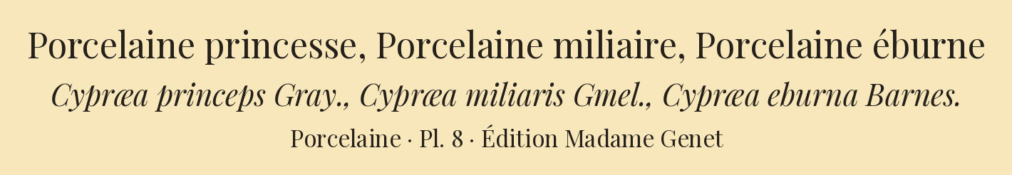 Cypræa princeps, Cypræa miliaris and Cypræa eburna — Porcelaine princesse, Porcelaine miliaire and Porcelaine éburne, hand-engraved plate 8 from Kiener, Coquilles vivantes, Paris.