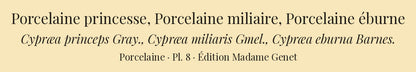 Cypræa princeps, Cypræa miliaris and Cypræa eburna — Porcelaine princesse, Porcelaine miliaire and Porcelaine éburne, hand-engraved plate 8 from Kiener, Coquilles vivantes, Paris.