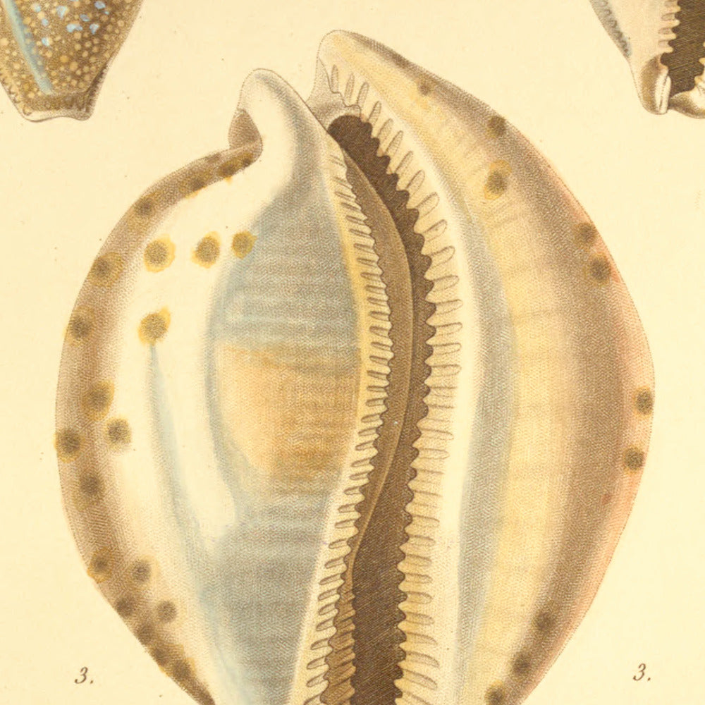 Cypræa princeps, Cypræa miliaris and Cypræa eburna — Porcelaine princesse, Porcelaine miliaire and Porcelaine éburne, hand-engraved plate 8 from Kiener, Coquilles vivantes, Paris.