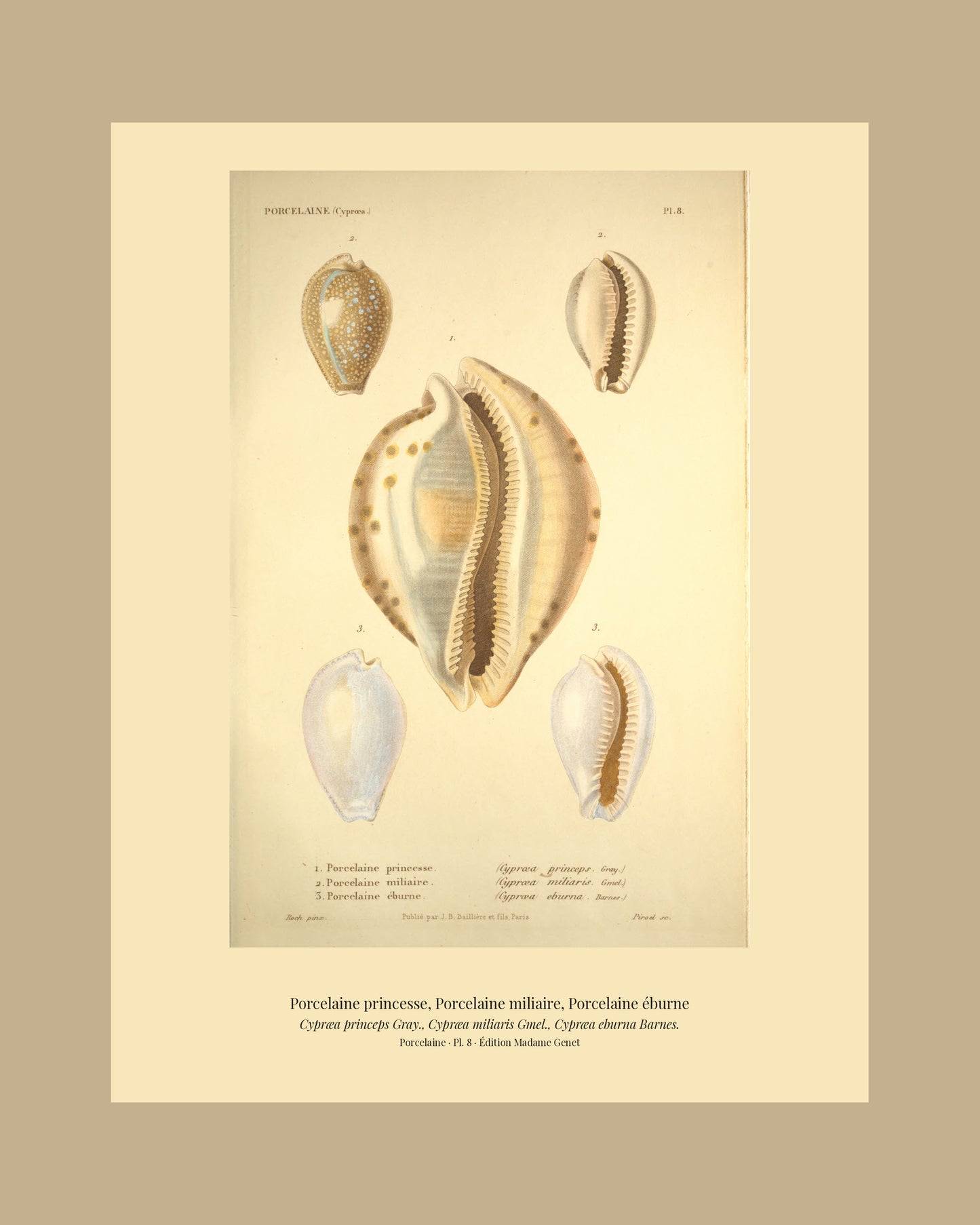 Cypræa princeps, Cypræa miliaris and Cypræa eburna — Porcelaine princesse, Porcelaine miliaire and Porcelaine éburne, hand-engraved plate 8 from Kiener, Coquilles vivantes, Paris.