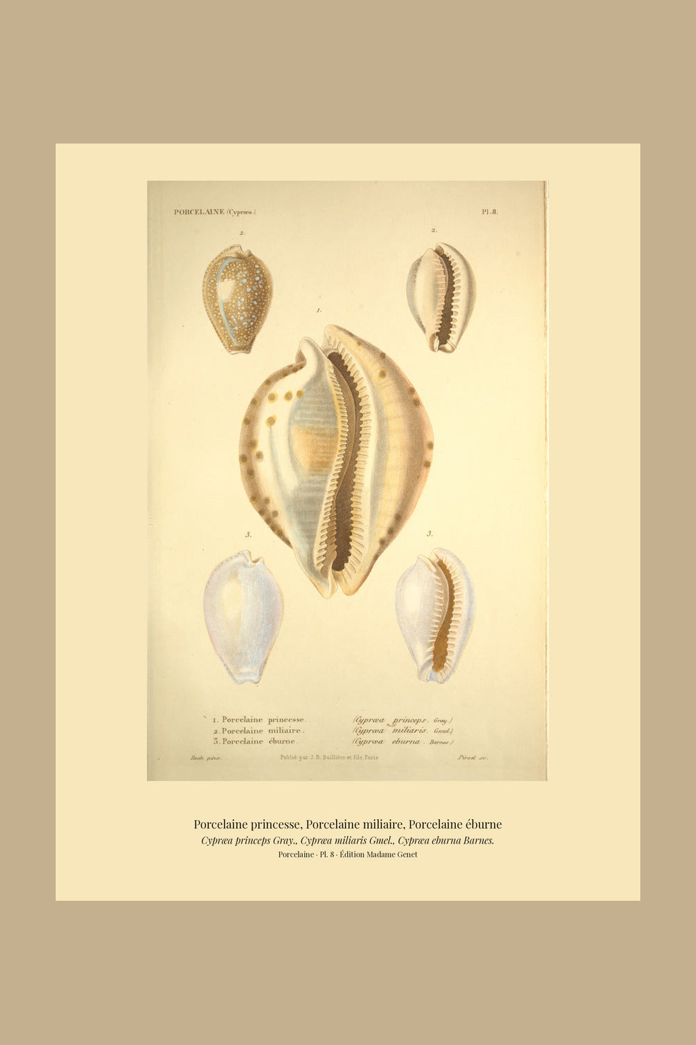Cypræa princeps, Cypræa miliaris and Cypræa eburna — Porcelaine princesse, Porcelaine miliaire and Porcelaine éburne, hand-engraved plate 8 from Kiener, Coquilles vivantes, Paris.