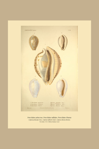 Cypræa princeps, Cypræa miliaris and Cypræa eburna — Porcelaine princesse, Porcelaine miliaire and Porcelaine éburne, hand-engraved plate 8 from Kiener, Coquilles vivantes, Paris.
