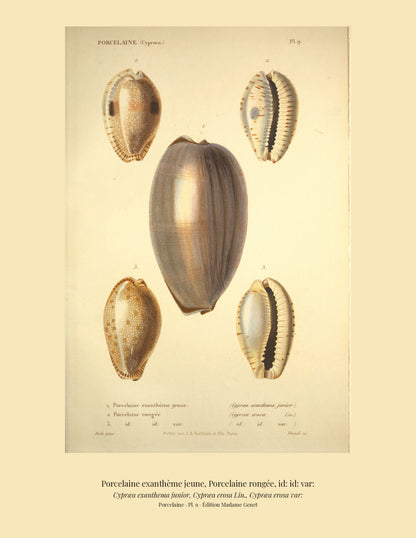 Cypræa exanthema junior, Cypræa erosa and Cypræa erosa var: — Porcelaine exanthème jeune, Porcelaine rongée and id: id: var:, hand-engraved plate 9 from Kiener, Coquilles vivantes, Paris.