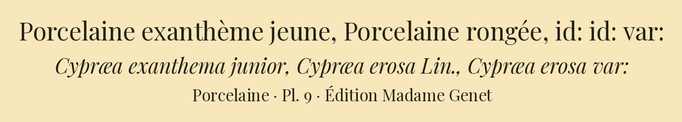 Cypræa exanthema junior, Cypræa erosa and Cypræa erosa var: — Porcelaine exanthème jeune, Porcelaine rongée and id: id: var:, hand-engraved plate 9 from Kiener, Coquilles vivantes, Paris.